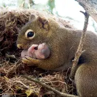  روش عجیب سنجاب ها برای حمل بچه هایشان