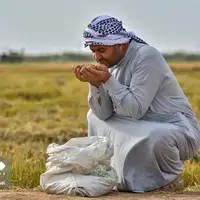 عکس/ برداشت «شَلتوک» در خرمشهر