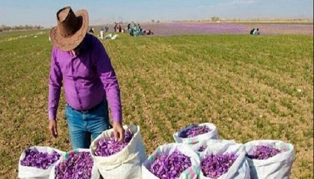 زعفران‌کاران هیچ نگرانی برای بازگشت پول نداشته باشند