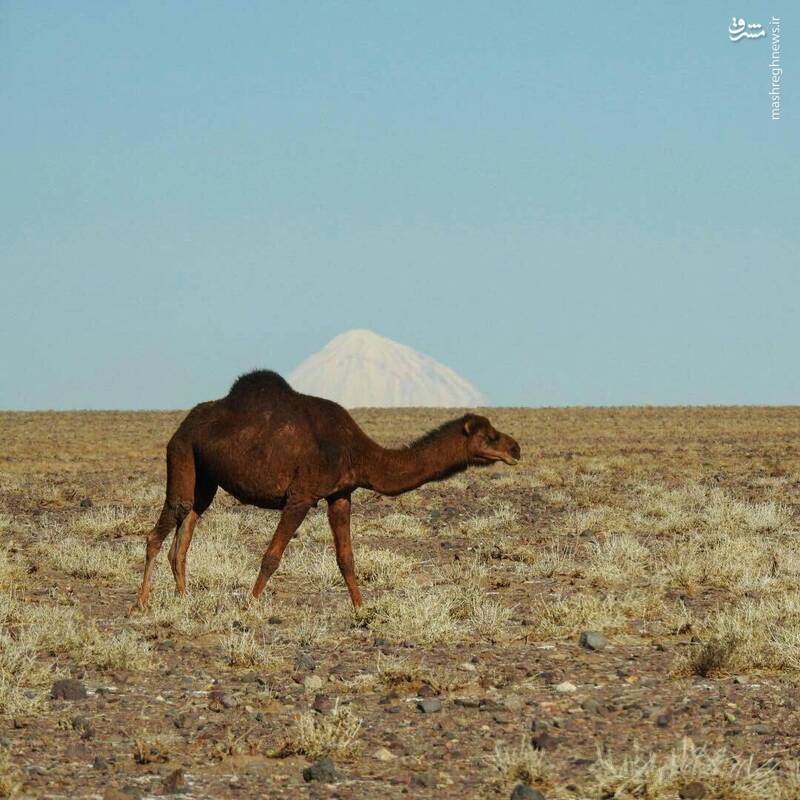 خودنمایی قله دماوند از استان قم