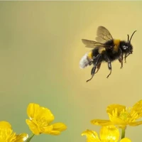 زنبورها جلوی ساخت مرکز داده هسته‌ای هوش مصنوعی متا را گرفتند!