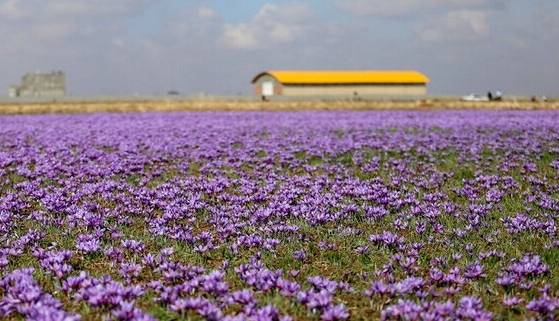 برداشت طلای سرخ در خراسان شمالی