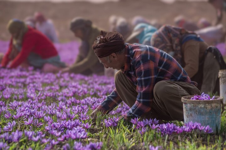 عجائب زعفران افغانستان؛ صادرات بیش از 3 برابر تولید