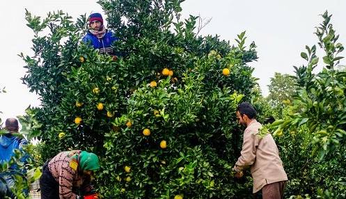 برداشت نارنگی در گیلان آغاز شد؛ پیش بینی تولید 230 هزار تنی مرکبات