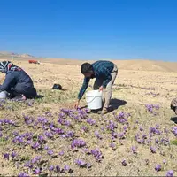 برداشت طلای سرخ از مزارع شهرستان نی ریز