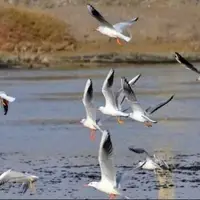 احتمال ابتلای پرندگان مهاجر به ویروس آنفولانزای فوق حاد پرندگان