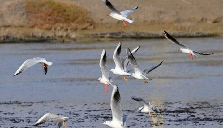 احتمال ابتلای پرندگان مهاجر به ویروس آنفولانزای فوق حاد پرندگان