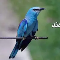 میهمان‌هایی که به خانه برنمی‌گردند!