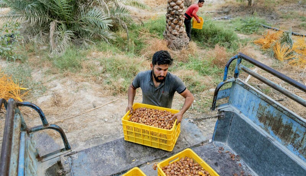 بوشهری‌ها 422 تن خرما به مقاومت اهدا کردند