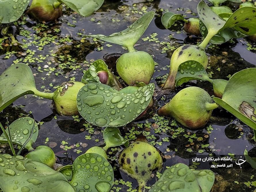 عکس/ سنبل آبی بلای جان آب ‌بندان‌های بابل