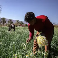 برداشت گل نرگسِ شیراز