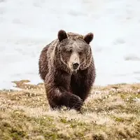 زورش نرسید خرس را در ماشین زندانی کند!