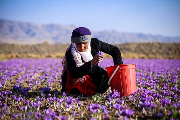 پیش‌بینی تولید حدود 600 کیلوگرم زعفران خشک در بام‌و‌صفی‌آباد