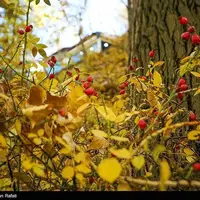 طبیعت پاییزی گنجنامه همدان