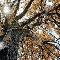 ۴۳ هزار هکتار از جنگل‌های لرستان آلوده به آفت پروانه برگ خوار است