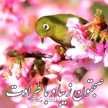 عکاس خونه