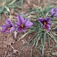 برادشت بیش از ۵۰ کیلوگرم طلای سرخ از مزارع شهرستان اردل