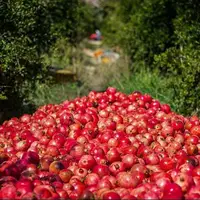 استان فارس بزرگترین تولید کننده انار در کشور