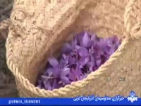 برداشت زعفران در ارومیه