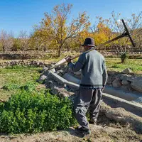 سرشماری ۲۴ درصدی بهره برداران بخش کشاورزی گیلان