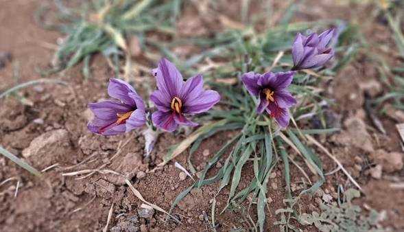 برادشت بیش از ۵۰ کیلوگرم طلای سرخ از مزارع شهرستان اردل