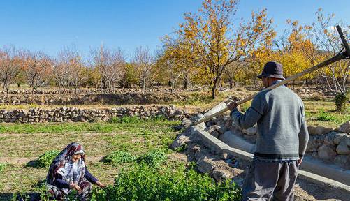 سرشماری 24 درصدی بهره برداران بخش کشاورزی گیلان