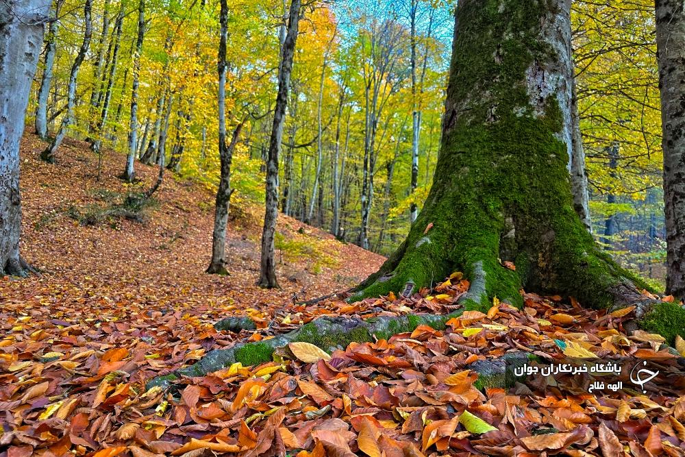 تصاویری زیبا از طبیعت پاییزی گیلان