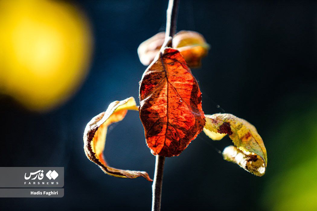 طبیعت زیبای پاییزی مشهد