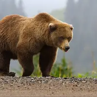 مشاهده یک قلاده خرس قهوه‌ای در منطقه حفاظت شده اشترانکوه لرستان