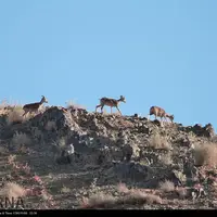 سرشماری زمستانه پستانداران در کردستان آغاز شد