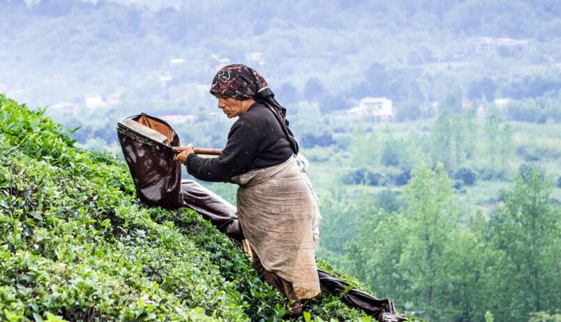 ۶۸ درصد از مطالبات چای‌کاران کشور پرداخت شد