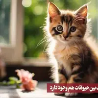 محبت بین حیوانات هم وجود دارد