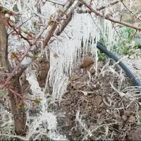 هشدار هواشناسی اصفهان: مراقب یخبندان و سرمازدگی محصولات باشید