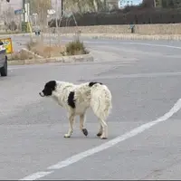 سگ هار در اردبیل زنده گیری شد