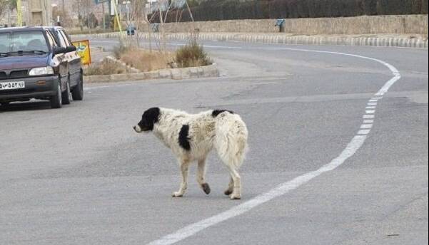 سگ هار در اردبیل زنده گیری شد