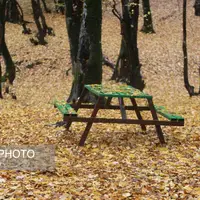 برگ ریزان پائیز در پیاده روهای ناهارخوران گرگان