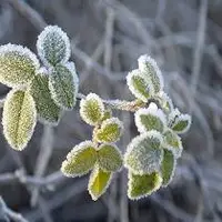 پیش‌بینی وقوع مه و احتمال یخ‌زدگی زمین در خوزستان