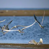 مهاجرت مرگبار آنفلوآنزای پرندگان به زیست‌بوم کهگیلویه و بویراحمد