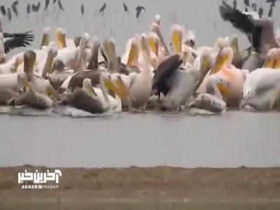 حضور پلیکانها در تالاب هورالعظیم خوزستان
