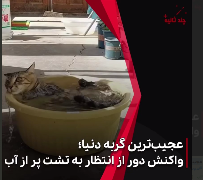 عجیبترین گربه دنیا؛ واکنش دور از انتظار به تشت پر از آب