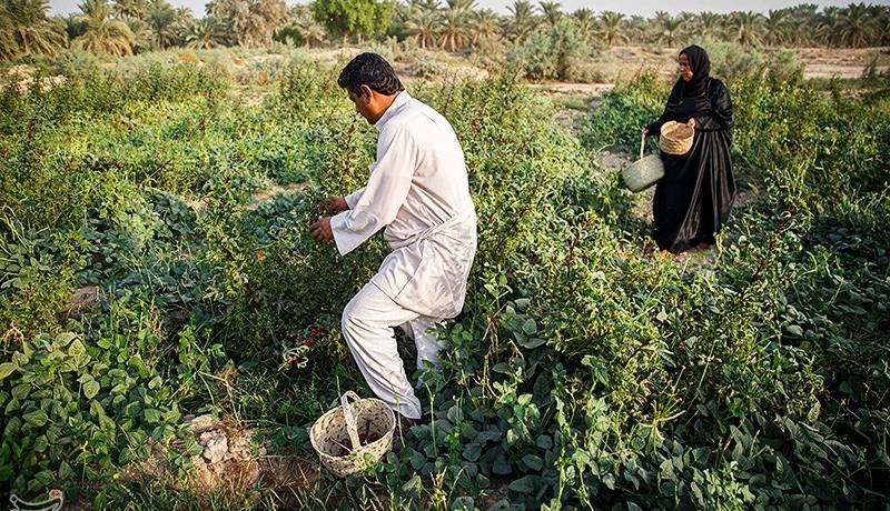 آغاز برداشت چای ترش در شهرستان دلگان