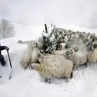 جان باختن چوپان و گله‌اش از شدت سرما