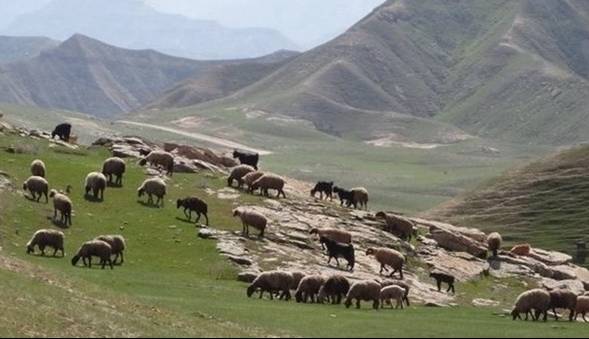 آغاز سرشماری پستانداران در منطقه حفاظت‌شده مراکان آذربایجان غربی