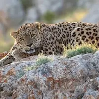 خانواده‌ پلنگ ایران در طبیعت استان سمنان