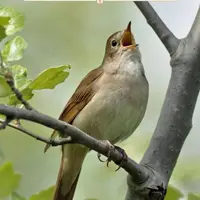 طرح/ همه آسمان‌ها و زمین خداوند را می‌ستایند 