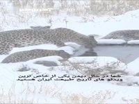 ویدئوی کم‌نظیر از خانواده پلنگ ایرانی