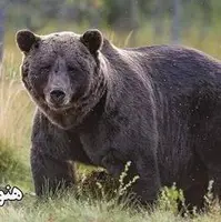 خرس‌ها هنوز بیدارند، گرسنه و سرگردان در جستجوی غذا حتی تا نزدیکی انسان‌ها 