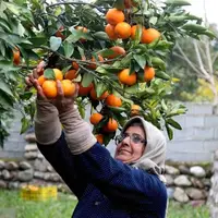 برداشت مرکبات از باغات سوادکوه شمالی