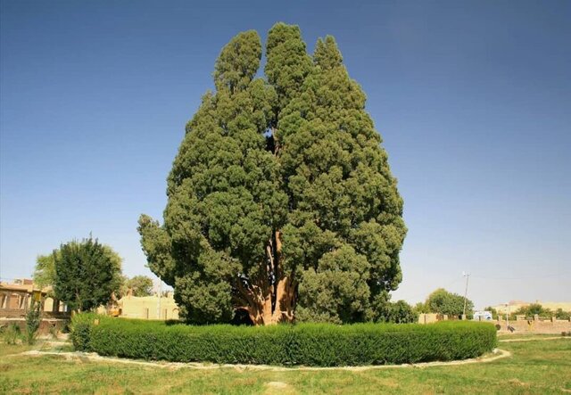راهکارهای حفاظت از سرو هزار ساله سیرچ بررسی شد