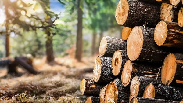 کشف 8 تن چوب قاچاق در شهرستان بهار